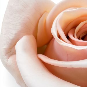 Growing Fresh Flowers Kindle eBook Gardening Roses Bulbs Guide 2025-0
