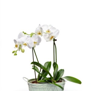 Gardening & Horticulture Kindle Guide for Orchids and Bulbs-0