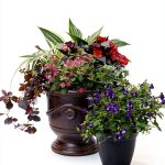 Container Gardening for Beginners: A Comprehensive Guide-0