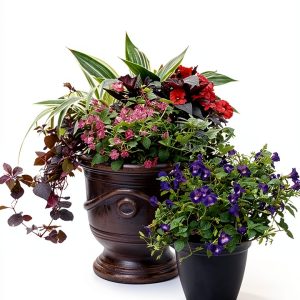 Container Gardening for Beginners: A Comprehensive Guide-0