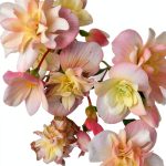 Gardening & Horticulture Bulbs: A Comprehensive Guide by Timber Press-0