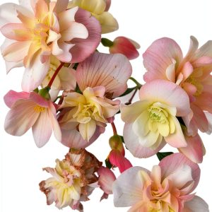 Gardening & Horticulture Bulbs: A Comprehensive Guide by Timber Press-0