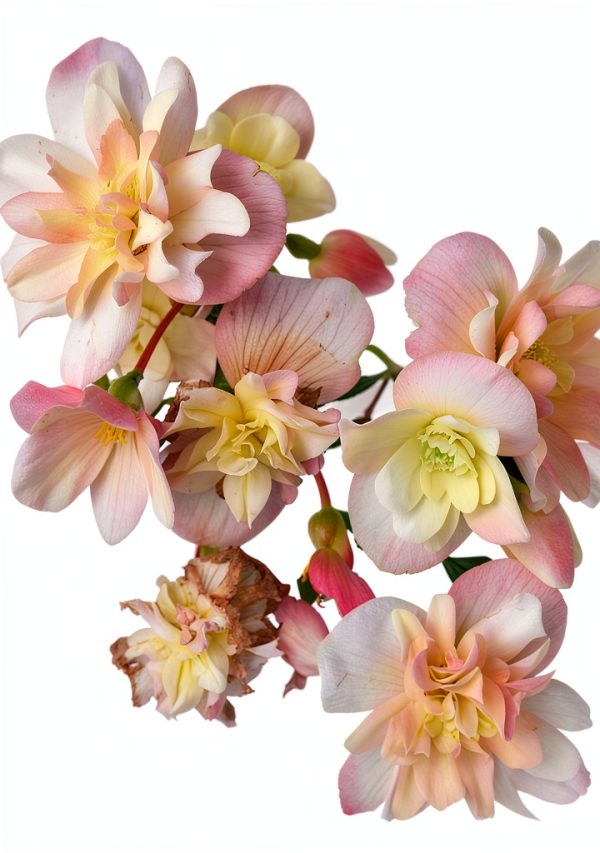 Gardening & Horticulture Bulbs: A Comprehensive Guide by Timber Press-0