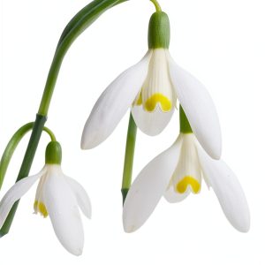 The Plant Lover's Guide to Bulbs Kindle Edition by Timber Press-0