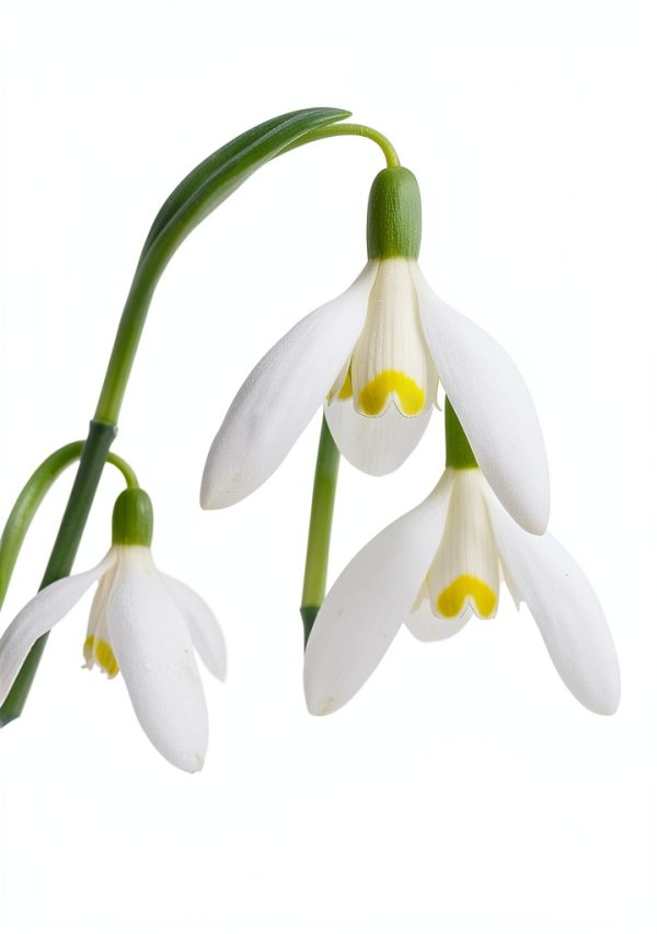 The Plant Lover's Guide to Bulbs Kindle Edition by Timber Press-0