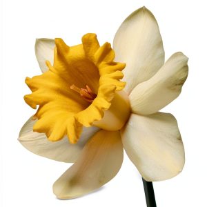 Gardening & Horticulture Bulbs eBook by Stonehouse Daffodils, LLC-0