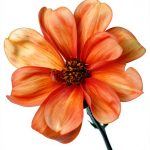 Garden Guides Bulb Flower Gardening Kindle eBook by Home Gardens-0