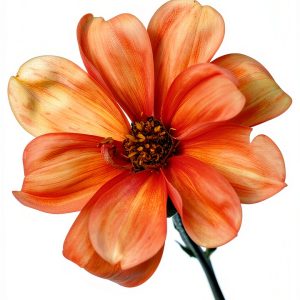 Garden Guides Bulb Flower Gardening Kindle eBook by Home Gardens-0
