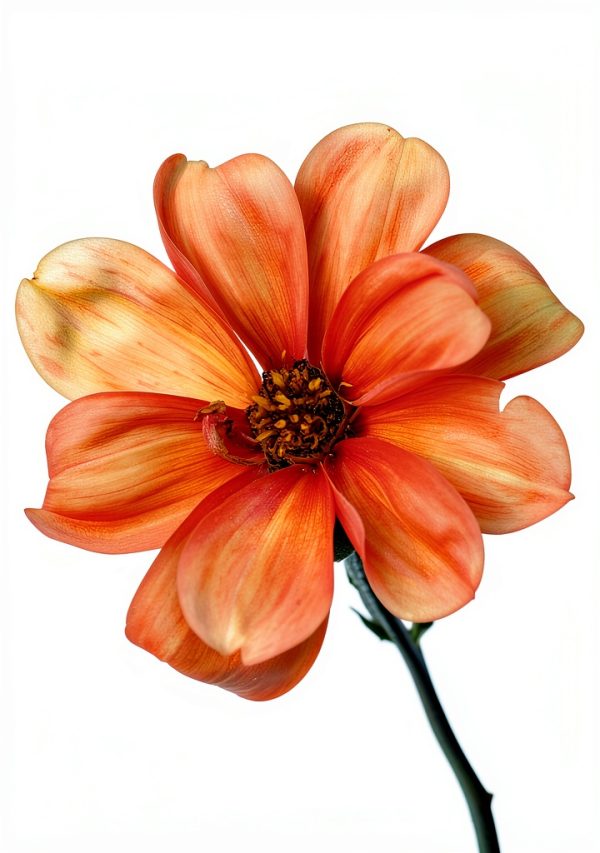 Garden Guides Bulb Flower Gardening Kindle eBook by Home Gardens-0