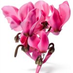 Gardening & Horticulture Bulbs eBook by plant-ark-0