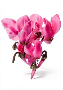Gardening & Horticulture Bulbs eBook by plant-ark-0