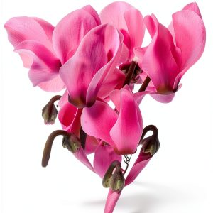 Gardening & Horticulture Bulbs eBook by plant-ark-0