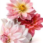 Growing Flowers & Vegetables in Pots: A Beginner's Guide-0