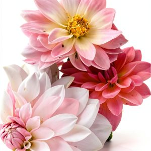 Growing Flowers & Vegetables in Pots: A Beginner's Guide-0