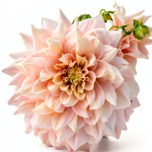 Quadrille Bulb Gardening Kindle Edition – 176‑Page Perennial Guide-0